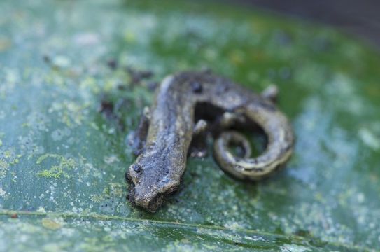 Bolitoglossa rufescens (Cope 1869) resmi