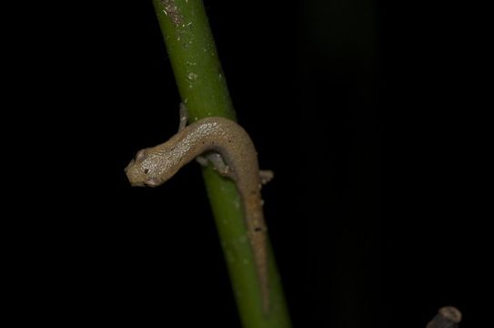 Bolitoglossa rufescens (Cope 1869) resmi