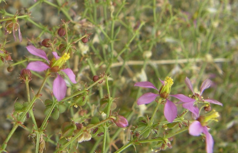 Image of California fagonbush