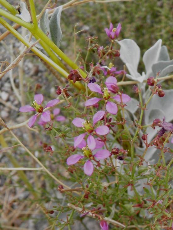 Image of California fagonbush