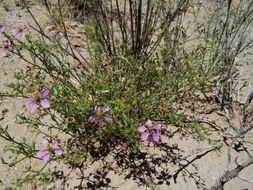 Image of California fagonbush