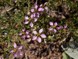 Image of California fagonbush