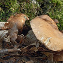 Image of Gyroporus