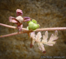 Image de Eucrypta chrysanthemifolia var. bipinnatifida (Torr.) Constance