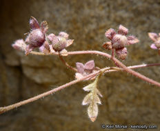 Image de Eucrypta chrysanthemifolia var. bipinnatifida (Torr.) Constance