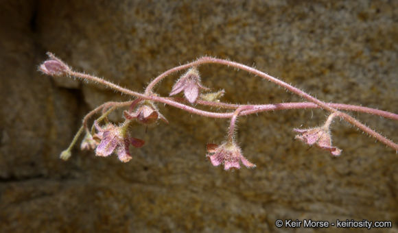 Image de Eucrypta chrysanthemifolia var. bipinnatifida (Torr.) Constance