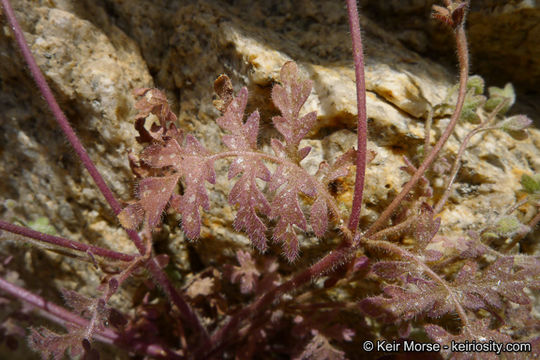 Image de Eucrypta chrysanthemifolia var. bipinnatifida (Torr.) Constance