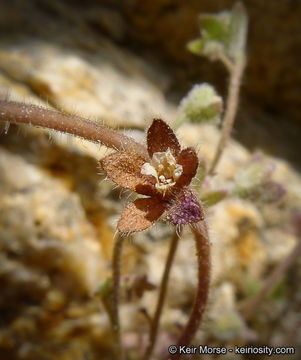 Image de Eucrypta chrysanthemifolia var. bipinnatifida (Torr.) Constance