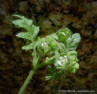 Image de Eucrypta chrysanthemifolia var. bipinnatifida (Torr.) Constance