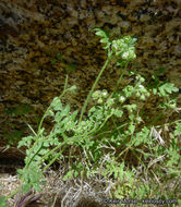 Image de Eucrypta chrysanthemifolia var. bipinnatifida (Torr.) Constance