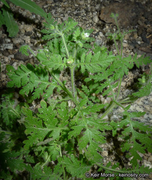 Image de Eucrypta chrysanthemifolia var. bipinnatifida (Torr.) Constance