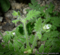 Image de Eucrypta chrysanthemifolia var. bipinnatifida (Torr.) Constance