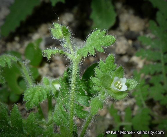 Image de Eucrypta chrysanthemifolia var. bipinnatifida (Torr.) Constance