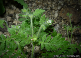 Image de Eucrypta chrysanthemifolia var. bipinnatifida (Torr.) Constance