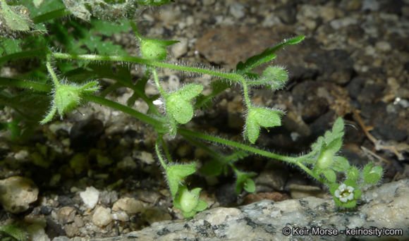 Image de Eucrypta chrysanthemifolia var. bipinnatifida (Torr.) Constance