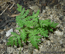 Image de Eucrypta chrysanthemifolia var. bipinnatifida (Torr.) Constance