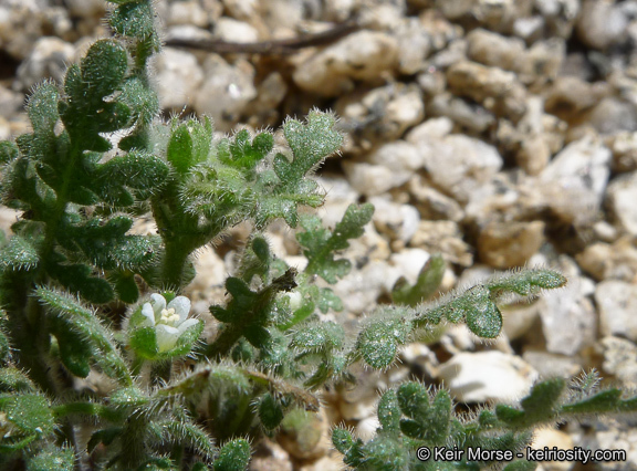 Image de Eucrypta chrysanthemifolia var. bipinnatifida (Torr.) Constance