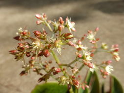 Слика од Crassula streyi Tölken