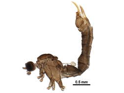 Tasiocera resmi