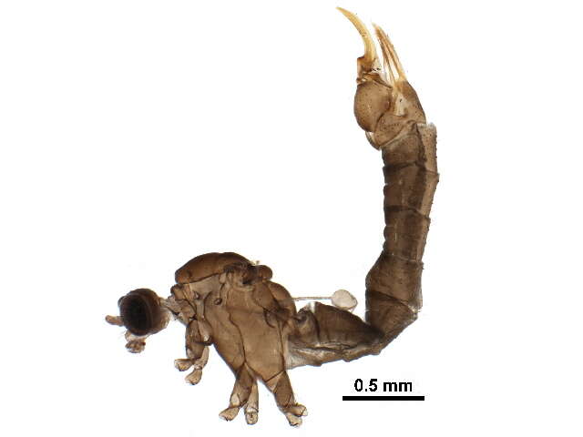 Tasiocera resmi