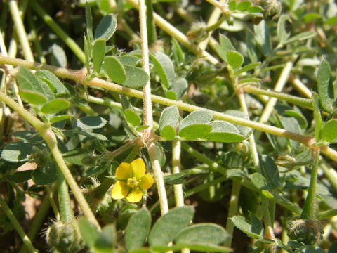 Sivun Kallstroemia californica (S. Wats.) Vail kuva