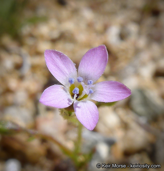 Image of coastal gilia