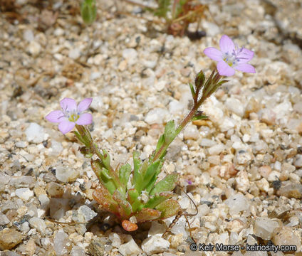 Image of coastal gilia