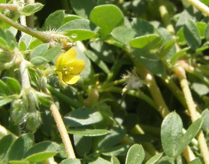 Image de Kallstroemia californica (S. Wats.) Vail