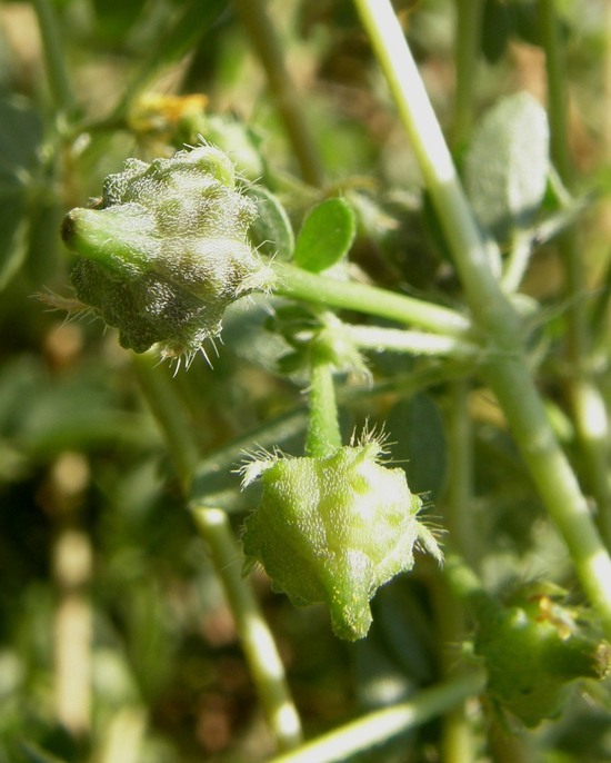 Sivun Kallstroemia californica (S. Wats.) Vail kuva