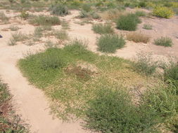 Sivun Kallstroemia californica (S. Wats.) Vail kuva