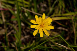 Sivun Phalacroseris bolanderi A. Gray kuva