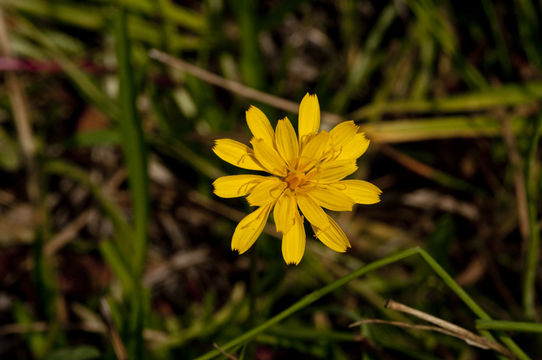 Image of Bolander's Mock Dandelion