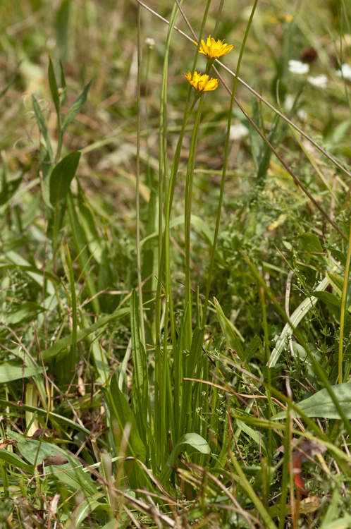 Image of Bolander's Mock Dandelion