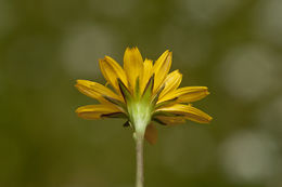 Sivun Phalacroseris bolanderi A. Gray kuva