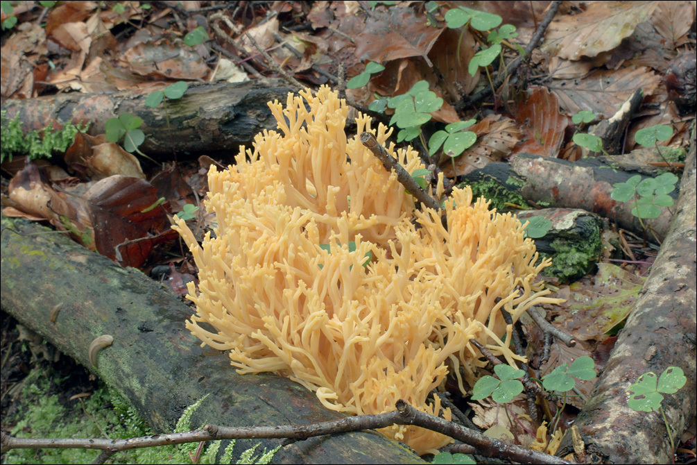 Image of Ramaria aurea (Schaeff.) Quél. 1888