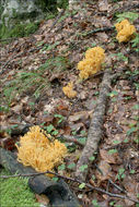 Image of Ramaria aurea (Schaeff.) Quél. 1888