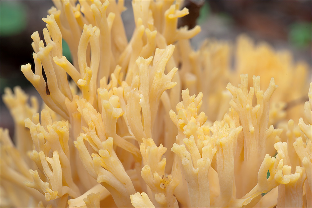 Image of Ramaria aurea (Schaeff.) Quél. 1888