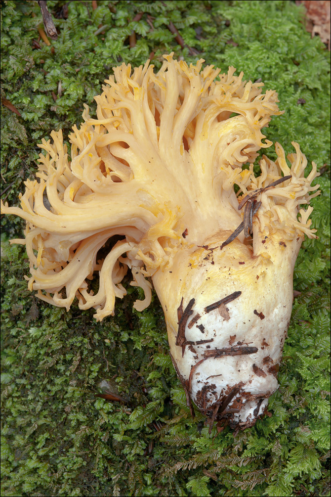 Image of Ramaria aurea (Schaeff.) Quél. 1888