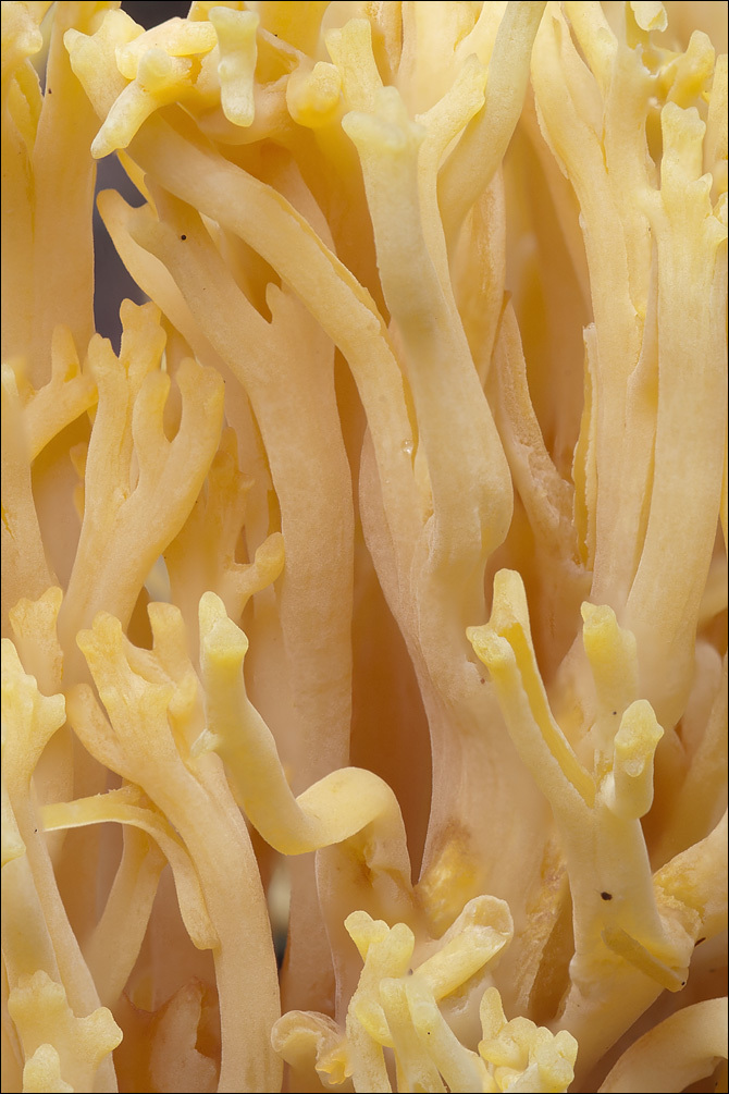 Image of Ramaria aurea (Schaeff.) Quél. 1888