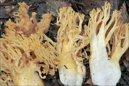 Image of Ramaria aurea (Schaeff.) Quél. 1888