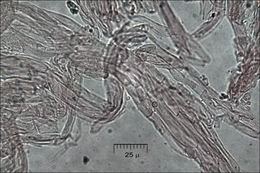 Image of Ramaria aurea (Schaeff.) Quél. 1888