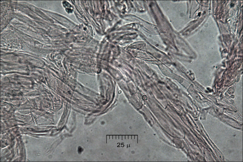 Image of Ramaria aurea (Schaeff.) Quél. 1888