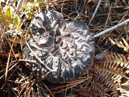 Image of Scaly tooth