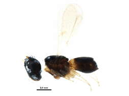 Image of Paratelenomus