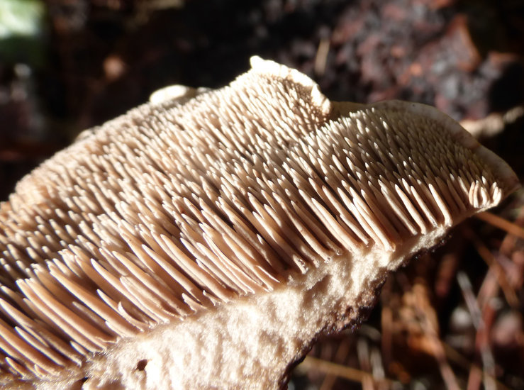 Image of Scaly tooth