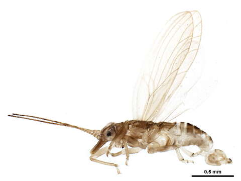 Image of Spondyliaspidinae
