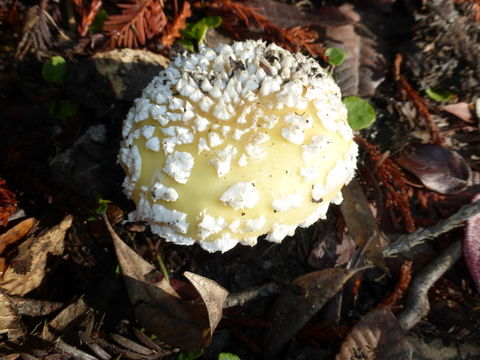 Image of gemmed Amanita