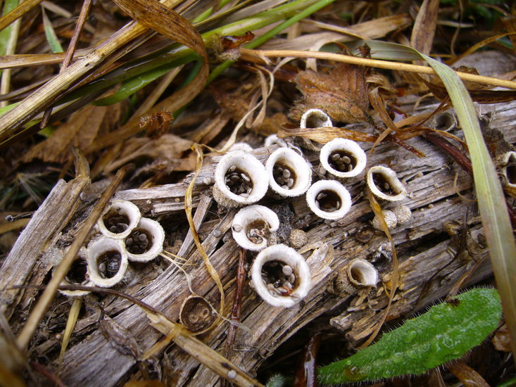 Image of white-egg bird's nest