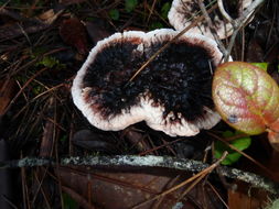 Image de Hydnellum peckii Banker 1912