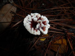 Image de Hydnellum peckii Banker 1912